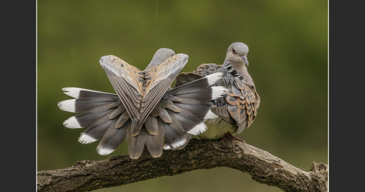 Repkedtek a szívecskék, sétával kötötték egybe a kiállítás megnyitóját